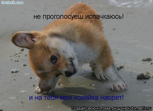 не проголосуеш испачкаюсь! и на тебя моя хозяйка наорет!... Котоматрица: не проголосуеш испачкаюсь! и на тебя моя хозяйка наорет!