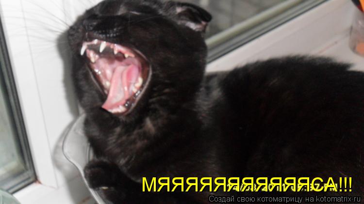 МЯЯЯЯЯЯЯЯЯЯЯСА!!!... Котоматрица: МЯЯЯЯЯЯЯЯЯЯЯСА!!!