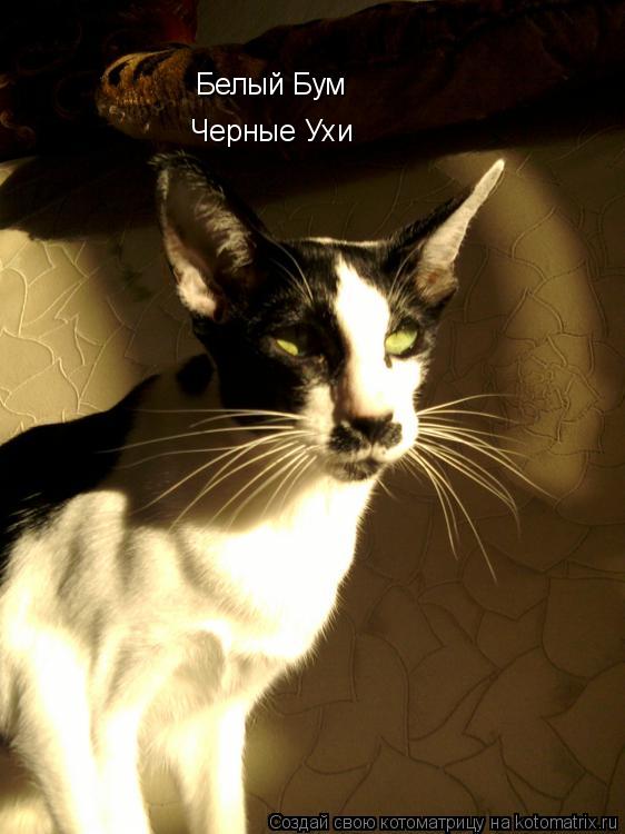 Белый Бум Черные Ухи... Котоматрица: Белый Бум Черные Ухи