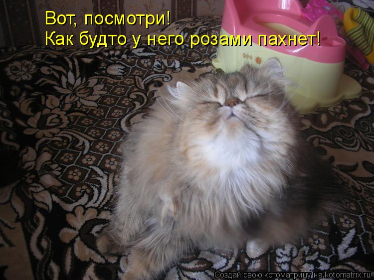 Вот, посмотри! Как будто у него розами пахнет!... Котоматрица: Вот, посмотри! Как будто у него розами пахнет!