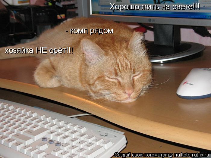 Хорошо жить на свете!!! - комп рядом хозяйка НЕ орёт!!!... Котоматрица: Хорошо жить на свете!!! - комп рядом хозяйка НЕ орёт!!!