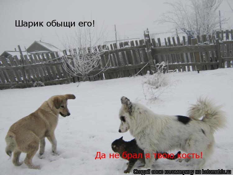 Шарик обыщи его! Да не брал я твою кость!... Котоматрица: Шарик обыщи его! Да не брал я твою кость!