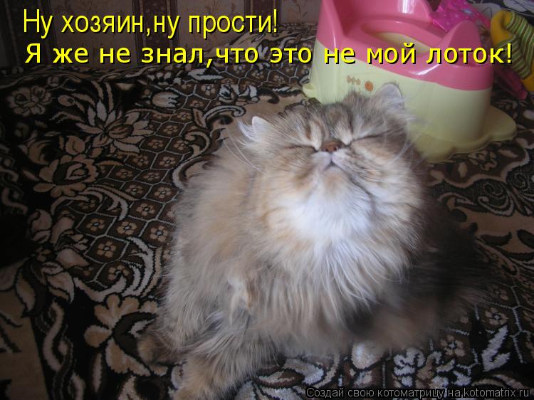 Ну хозяин,ну прости! Я же не знал,что это не мой лоток!... Котоматрица: Ну хозяин,ну прости! Я же не знал,что это не мой лоток!