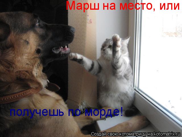 получешь по морде! Марш на место, или... Котоматрица: получешь по морде! Марш на место, или