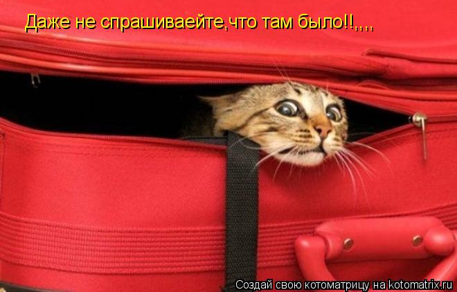 Даже не спрашиваейте,что там было!!,,,,... Котоматрица: Даже не спрашиваейте,что там было!!,,,,
