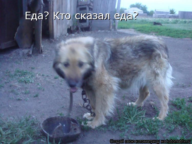 Еда? Кто сказал еда?... Котоматрица: Еда? Кто сказал еда?