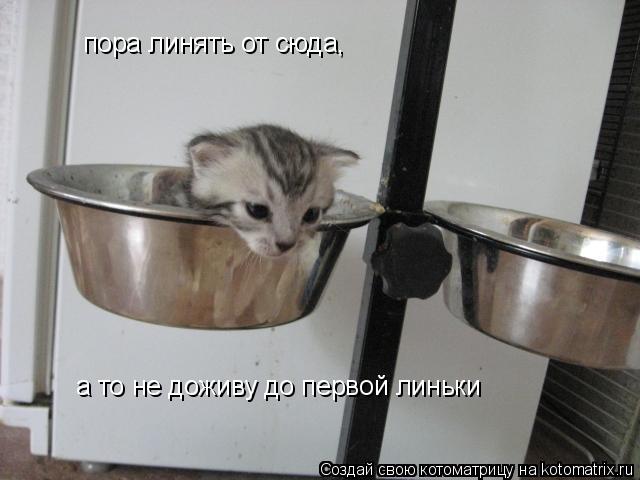 пора линять от сюда, а то не доживу до первой линьки... Котоматрица: пора линять от сюда, а то не доживу до первой линьки