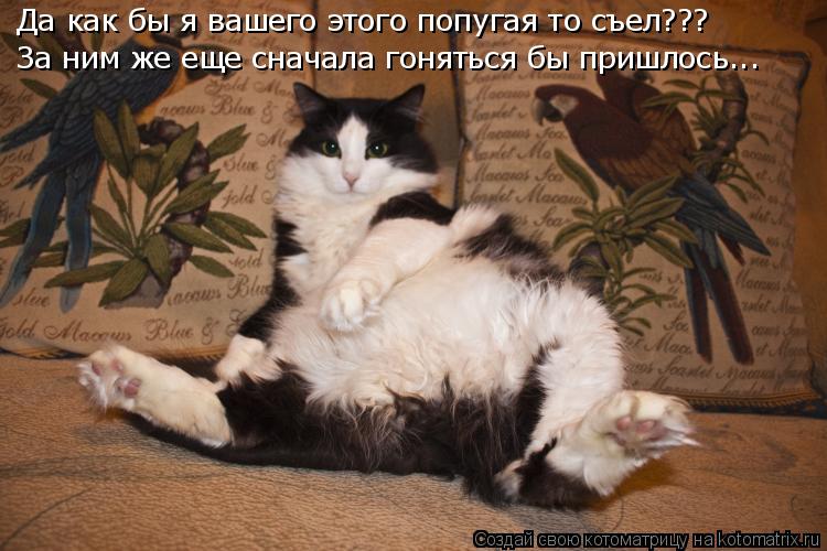 Да как бы я вашего этого попугая то съел??? За ним же еще сначала гоняться бы пришлось...... Котоматрица: Да как бы я вашего этого попугая то съел??? За ним же еще сначала гоняться бы пришлось...