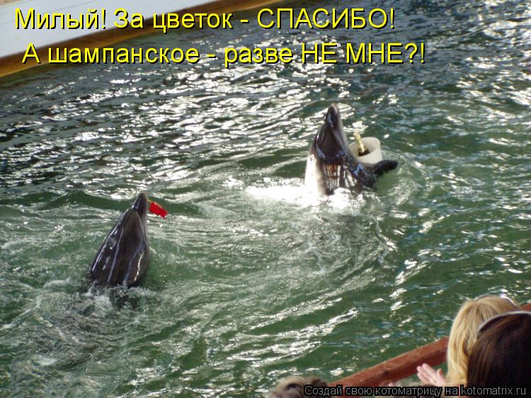 Милый! За цветок - СПАСИБО! А шампанское - разве НЕ МНЕ?!... Котоматрица: Милый! За цветок - СПАСИБО! А шампанское - разве НЕ МНЕ?!