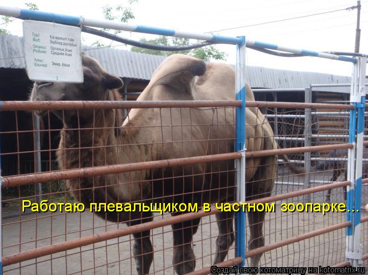 Работаю плевальщиком в частном зоопарке...... Котоматрица: Работаю плевальщиком в частном зоопарке...