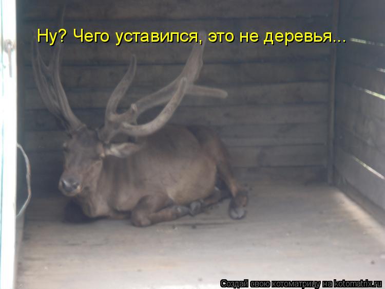 Ну? Чего уставился, это не деревья...... Котоматрица: Ну? Чего уставился, это не деревья...