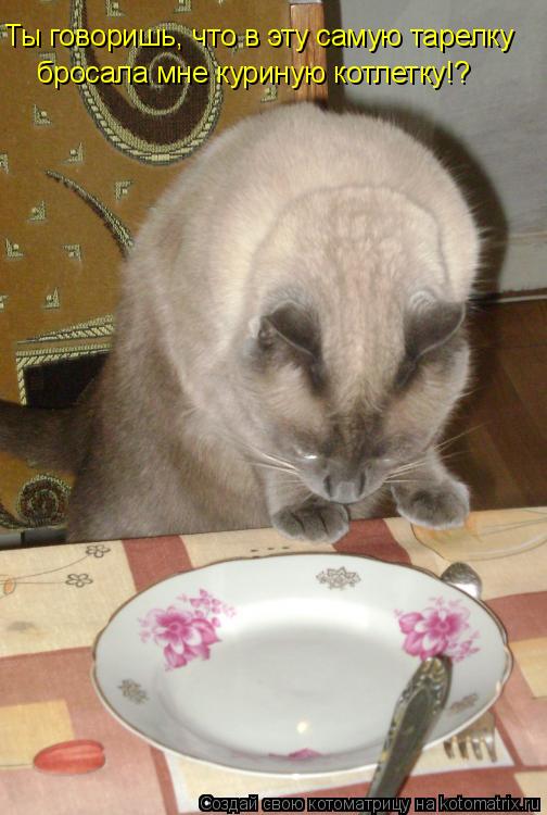 Ты говоришь, что в эту самую тарелку бросала мне куриную котлетку!?... Котоматрица: Ты говоришь, что в эту самую тарелку бросала мне куриную котлетку!?