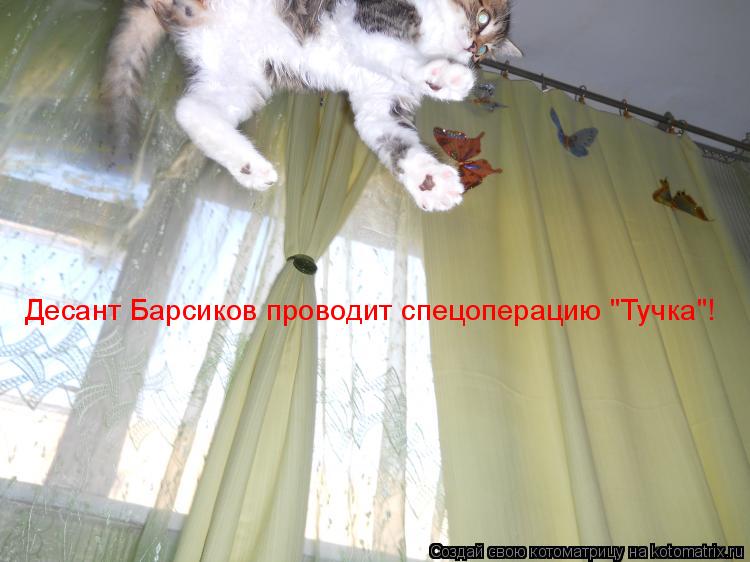 Десант Барсиков проводит спецоперацию "Тучка"!... Котоматрица: Десант Барсиков проводит спецоперацию "Тучка"!