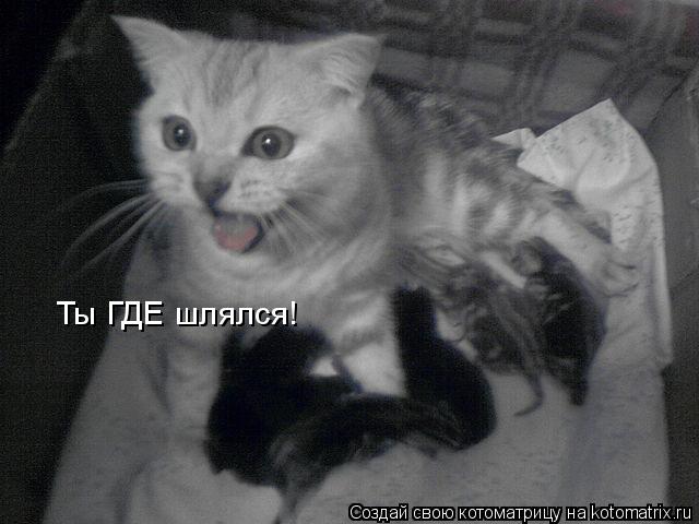 Ты ГДЕ шлялся!... Котоматрица: Ты ГДЕ шлялся!