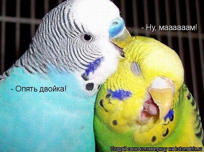 Котоматрица: - Опять двойка! - Ну, маааааам!