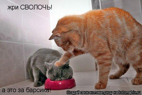 жри СВОЛОЧЬ! а это за барсика!... Котоматрица: жри СВОЛОЧЬ! а это за барсика!