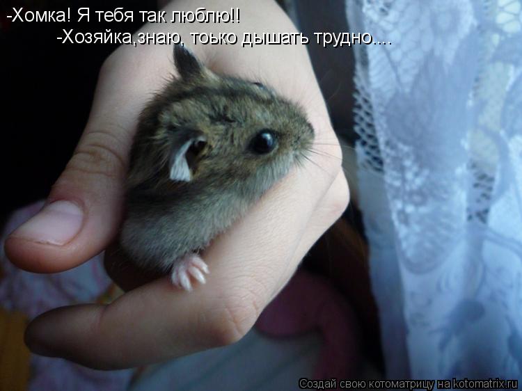 -Хомка! Я тебя так люблю!! -Хозяйка,знаю, тоько дышать трудно....... Котоматрица: -Хомка! Я тебя так люблю!! -Хозяйка,знаю, тоько дышать трудно....