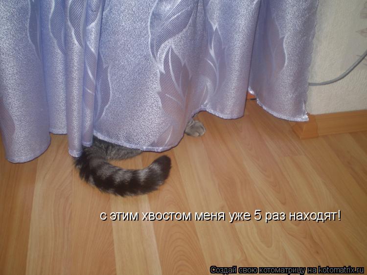 с этим хвостом меня уже 5 раз находят!... Котоматрица: с этим хвостом меня уже 5 раз находят!