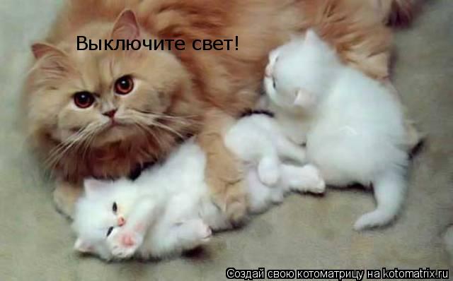 Выключите свет!... Котоматрица: Выключите свет!