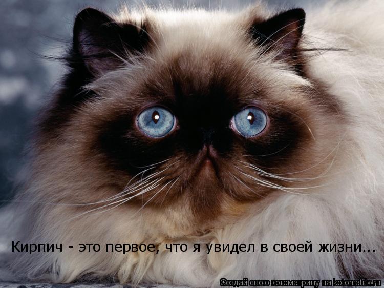 Кирпич - это первое, что я увидел в своей жизни...... Котоматрица: Кирпич - это первое, что я увидел в своей жизни...