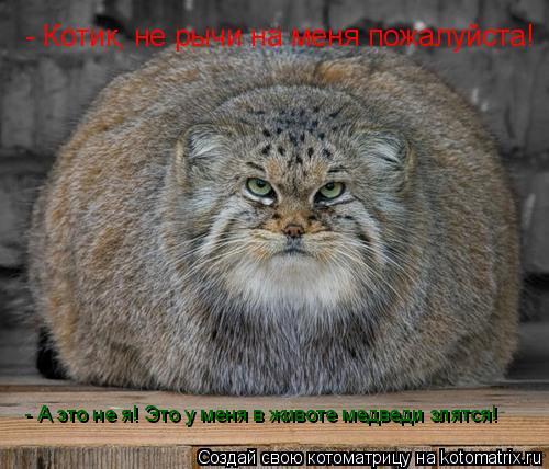 - Котик, не рычи на меня пожалуйста! - А это не я! Это у меня в животе медведи злятся!... Котоматрица: - Котик, не рычи на меня пожалуйста! - А это не я! Это у меня в животе медведи злятся!