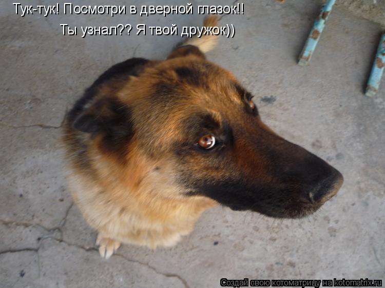Тук-тук! Посмотри в дверной глазок!! Ты узнал?? Я твой дружок))... Котоматрица: Тук-тук! Посмотри в дверной глазок!! Ты узнал?? Я твой дружок))