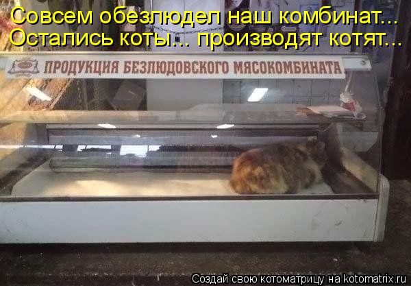 Совсем обезлюдел наш комбинат... Остались коты... производят котят...... Котоматрица: Совсем обезлюдел наш комбинат... Остались коты... производят котят...