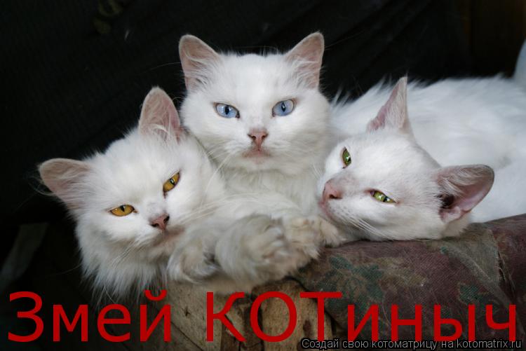Змей КОТиныч... Котоматрица: Змей КОТиныч
