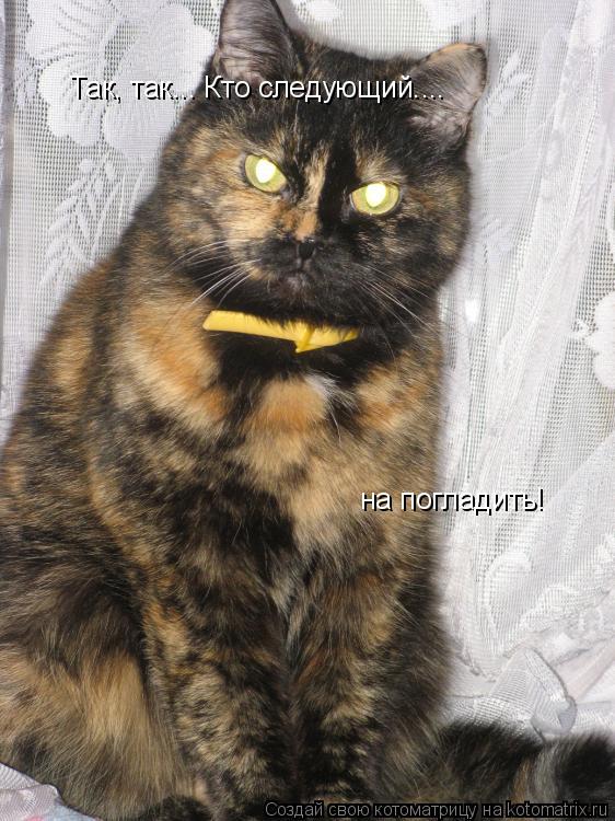 Так, так... Кто следующий.... на погладить!... Котоматрица: Так, так... Кто следующий.... на погладить!