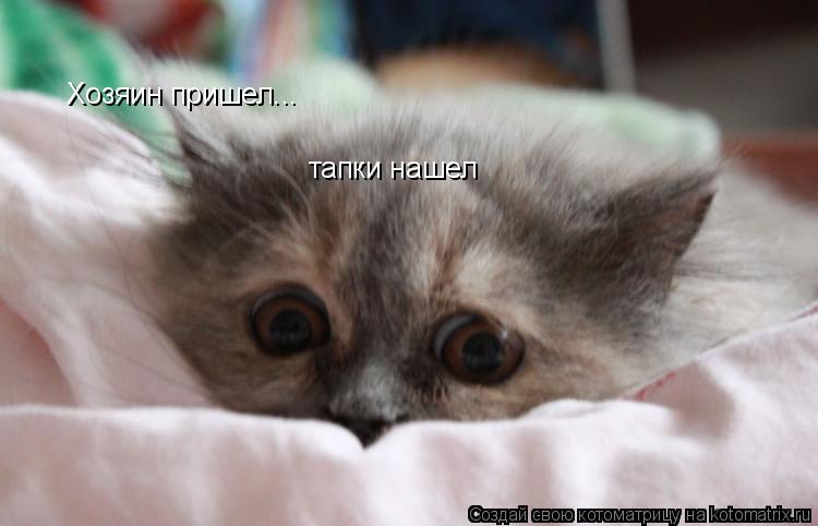 тапки нашел Хозяин пришел...... Котоматрица: тапки нашел Хозяин пришел...
