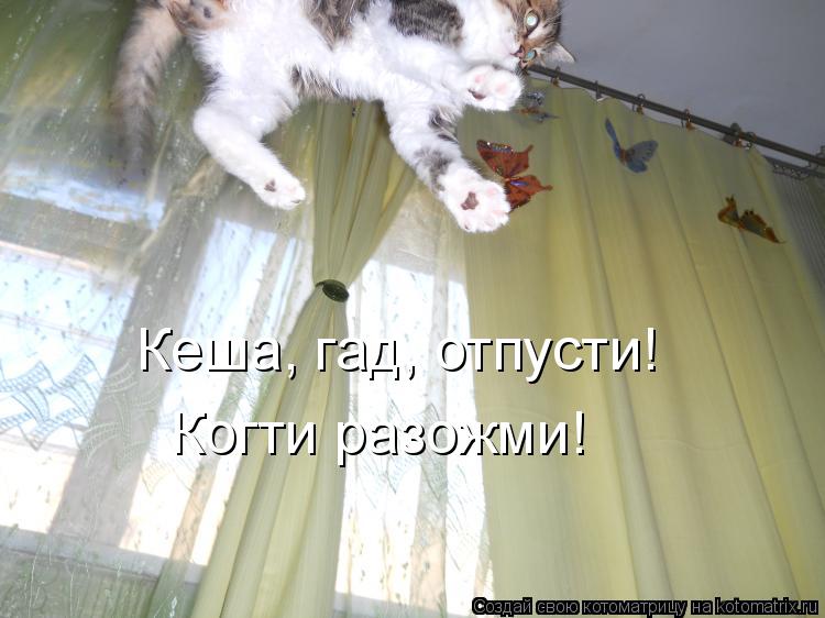 Кеша, гад, отпусти! Когти разожми!... Котоматрица: Кеша, гад, отпусти! Когти разожми!