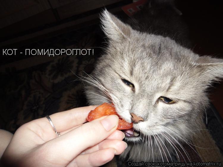 КОТ - ПОМИДОРОГЛОТ!... Котоматрица: КОТ - ПОМИДОРОГЛОТ!