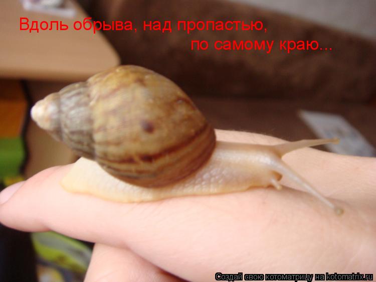 Вдоль обрыва, над пропастью, по самому краю...... Котоматрица: Вдоль обрыва, над пропастью, по самому краю...