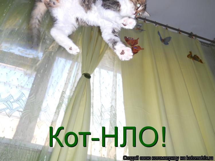 Кот-НЛО!... Котоматрица: Кот-НЛО!