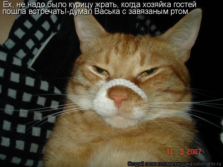 Ех, не надо было курицу жрать, когда хозяйка гостей пошла встречать!-думал Васька с завязаным ртом.... Котоматрица: Ех, не надо было курицу жрать, когда хозяйка гостей пошла встречать!-думал Васька с завязаным ртом.