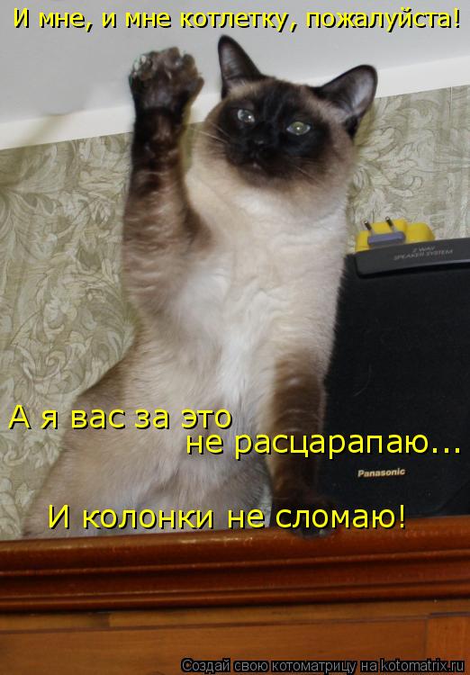 И мне, и мне котлетку, пожалуйста! А я вас за это не расцарапаю... И колонки не сломаю!... Котоматрица: И мне, и мне котлетку, пожалуйста! А я вас за это не расцарапаю... И колонки не сломаю!