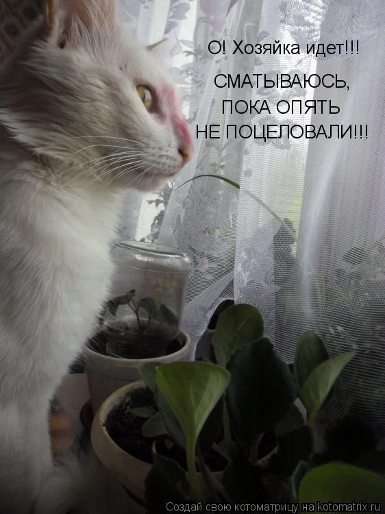 О! Хозяйка идет!!! СМАТЫВАЮСЬ, ПОКА ОПЯТЬ НЕ ПОЦЕЛОВАЛИ!!!... Котоматрица: О! Хозяйка идет!!! СМАТЫВАЮСЬ, ПОКА ОПЯТЬ НЕ ПОЦЕЛОВАЛИ!!!