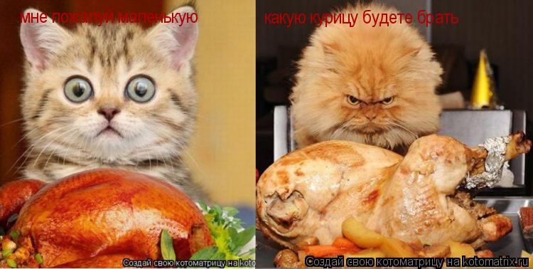 какую курицу будете брать мне пожалуй маленькую... Котоматрица: какую курицу будете брать мне пожалуй маленькую