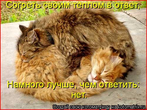 Котоматрица: Согреть своим теплом в ответ, Намного лучше, чем ответить: нет.