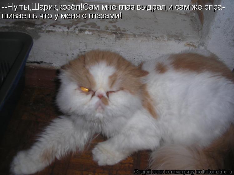 Котоматрица: --Ну ты,Шарик,козёл!Сам мне глаз выдрал,и сам же спра- шиваешь,что у меня с глазами!