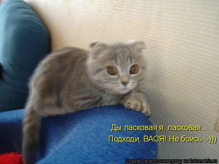 Котоматрица: Ды ласковая я, ласковая...   Подходи, ВАСЯ! Не боись :-)))