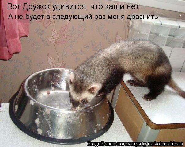 Котоматрица: Вот Дружок удивится, что каши нет. А не будет в следующий раз меня дразнить