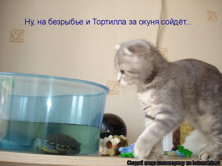 Котоматрица: Ну, на безрыбье и Тортилла за окуня сойдёт...