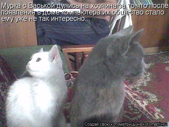 Котоматрица: Мурка с Васькой дулись на хозяина за то,что после появления в доме компьютера их общество стало ему уже не так интересно...