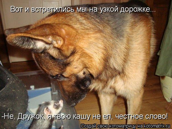 Котоматрица: Вот и встретились мы на узкой дорожке... -Не, Дружок, я твою кашу не ел, честное слово!