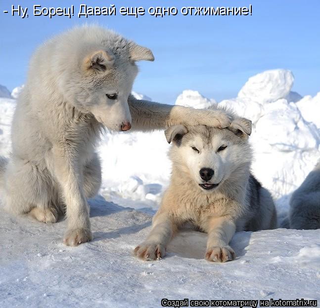 Котоматрица: - Ну, Борец! Давай еще одно отжимание!
