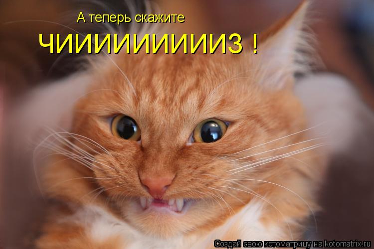 Котоматрица: А теперь скажите ЧИИИИИИИИИЗ !