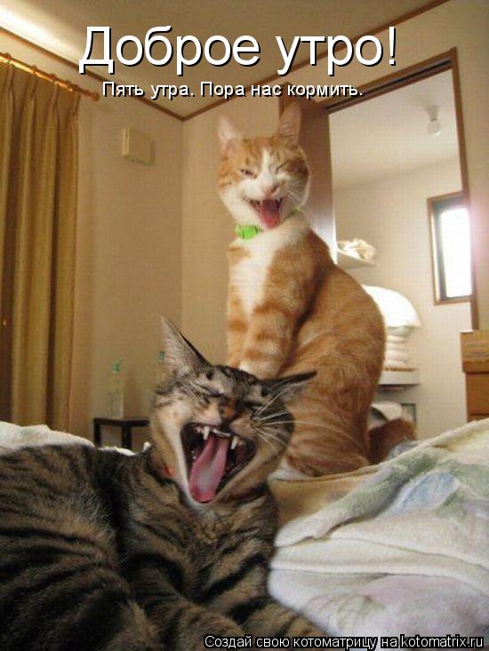 Доброе утро! Пять утра. Пора нас кормить.... Котоматрица: Доброе утро! Пять утра. Пора нас кормить.