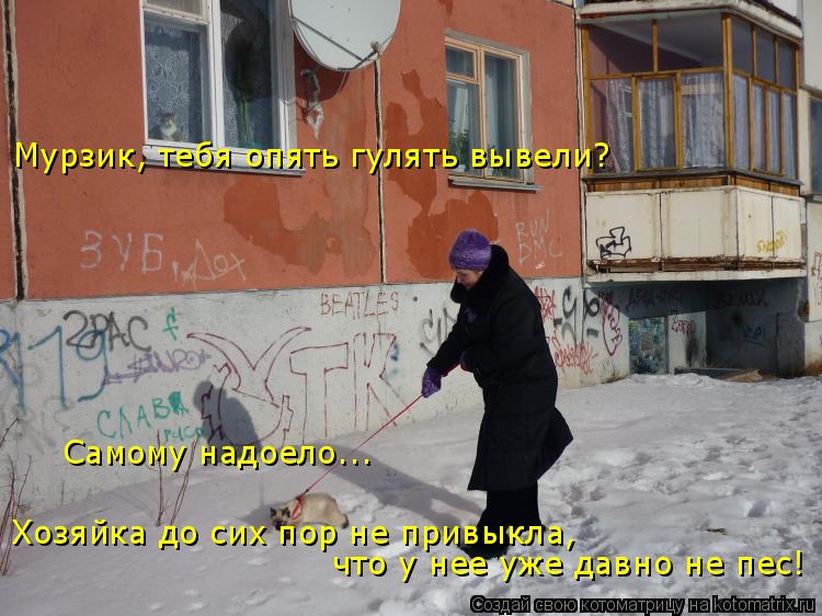 Мурзик, тебя опять гулять вывели? Самому надоело... Хозяйка до сих пор не привыкла, что у нее уже дав... Котоматрица: Мурзик, тебя опять гулять вывели? Самому надоело... Хозяйка до сих пор не привыкла, что у нее уже давно не пес!