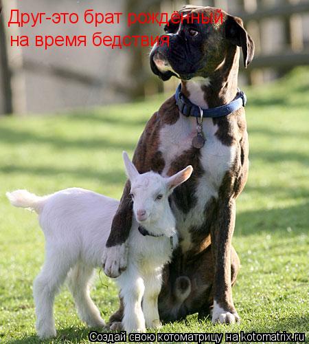 Друг-это брат рождённый на время бедствия... Котоматрица: Друг-это брат рождённый на время бедствия